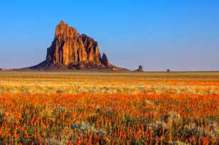 Ship Rock and wildflowers-0797.jpg